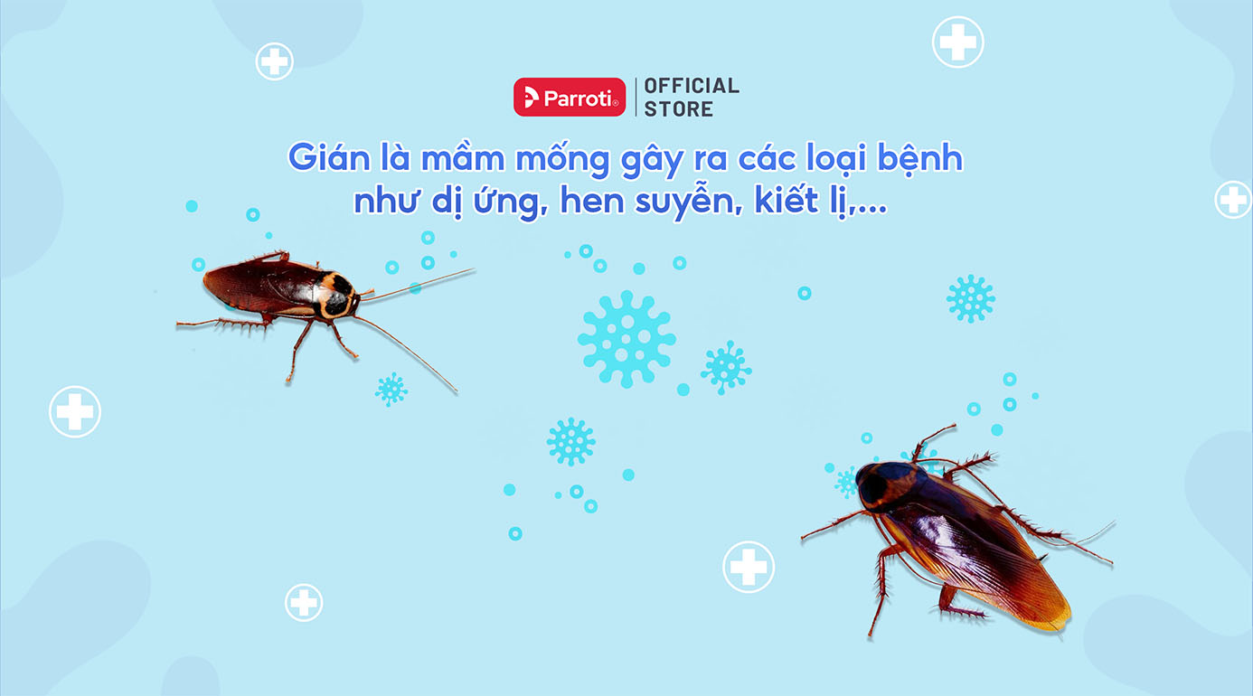 Gián chui lên từ cống mang mầm mống của nhiều căn bệnh gây hại