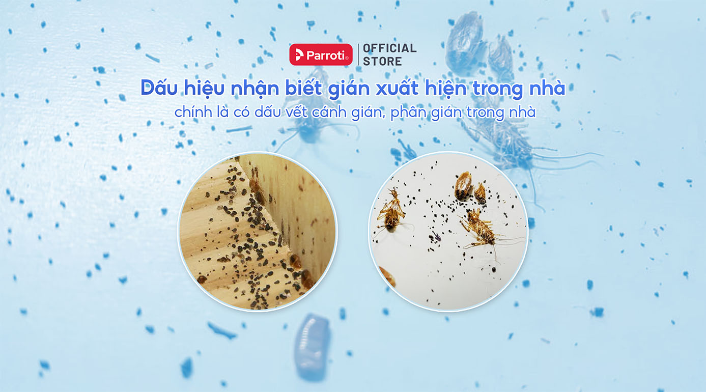 Dấu hiệu nhận biết gián chui lên từ cống
